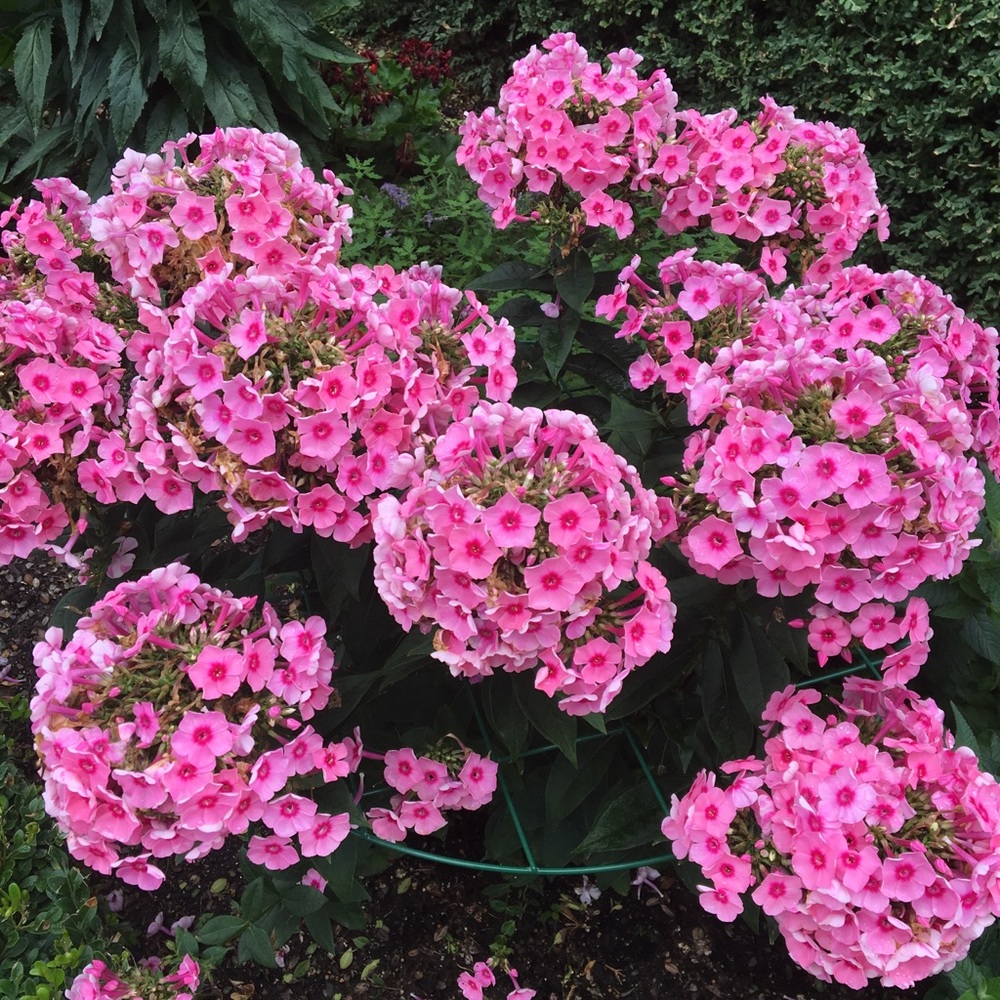 Meet your Posher, Bella